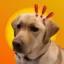 The Bonk Dog icon