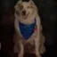 Jax icon