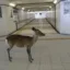 Deer In Subway icon