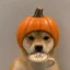 pumpkinu icon