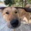 Justice for Biao Ge icon