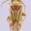 Swiftiephylus icon