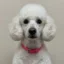 Lucy icon