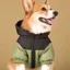 doginvest icon