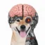 Organoid Inu icon
