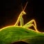 The Goontis icon