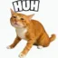 huh cat icon