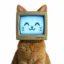 Catpute icon