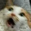 ThesisCat icon
