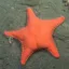 Genus Hippasteria icon