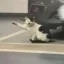 Kitler icon
