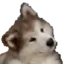 Confused Baby Husky icon