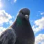 The Pigeon icon