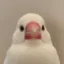 Chabi icon