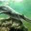 Herugavialis cairensis icon