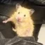 Ham-Chan icon