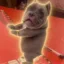Pit Bull Dan icon
