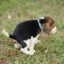 puppy taking a shit icon