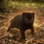 Leopardus guigna icon