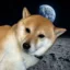 Tsuki icon