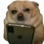 cashdog icon
