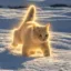 The Nietzschean Cat icon