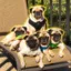 The 5 Pugs icon