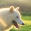 Remus icon
