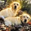 Stella and Mabel icon