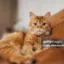 Stockcat icon