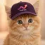 Curve Cat icon