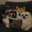 泣いている動物 icon