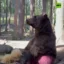 Bear Wif Ball icon