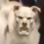 Mog icon