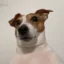 huh dog icon