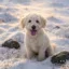 The Odyssean Dog icon