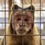 The Cage is All I Know icon