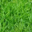 touch grass icon