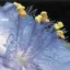 The Alien Plant icon