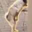 Dorkin Dog icon