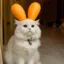 Pancake cat icon