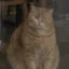 The Chud Cat icon