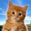 Just a Cat icon