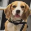 rowdy icon