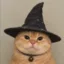 Cat Wif Wizard Hat icon