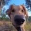 willy icon