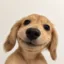 bud icon
