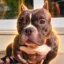 Solana The Pitbull icon