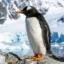 Gentoo Penguin icon