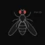 The Fruit Fly Brain icon